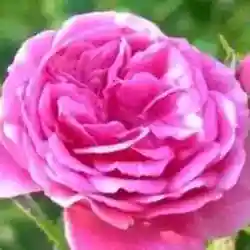 محناج ك.س