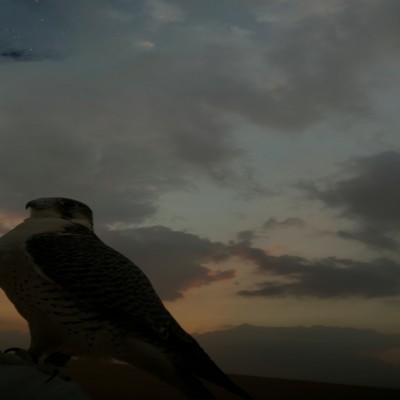 القلب الطاهر