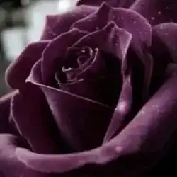 ادلع ك.س.ك