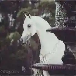 قصايد